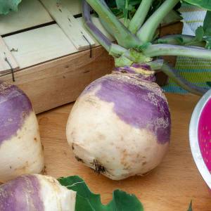 Rutabaga Champion (à Collet Rouge) - Légumes d'Autrefois